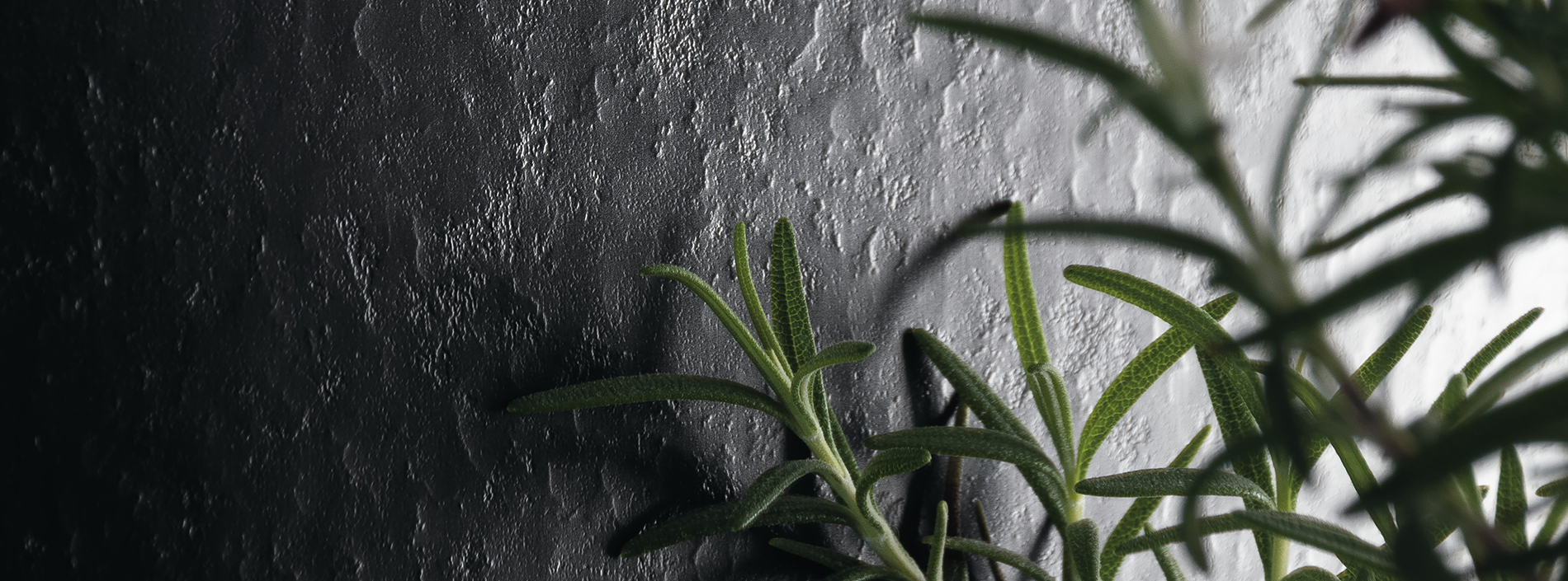 Scovato feature card 1900x705