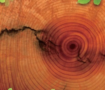 Castle.Proxies.IUpCardProxy?.CardImage?.AltText