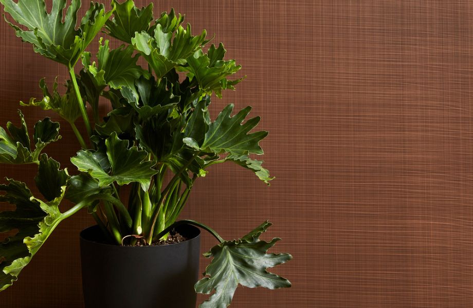 M5392 Cuivre Voilé Mur accent