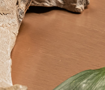 Castle.Proxies.IUpCardProxy?.CardImage?.AltText