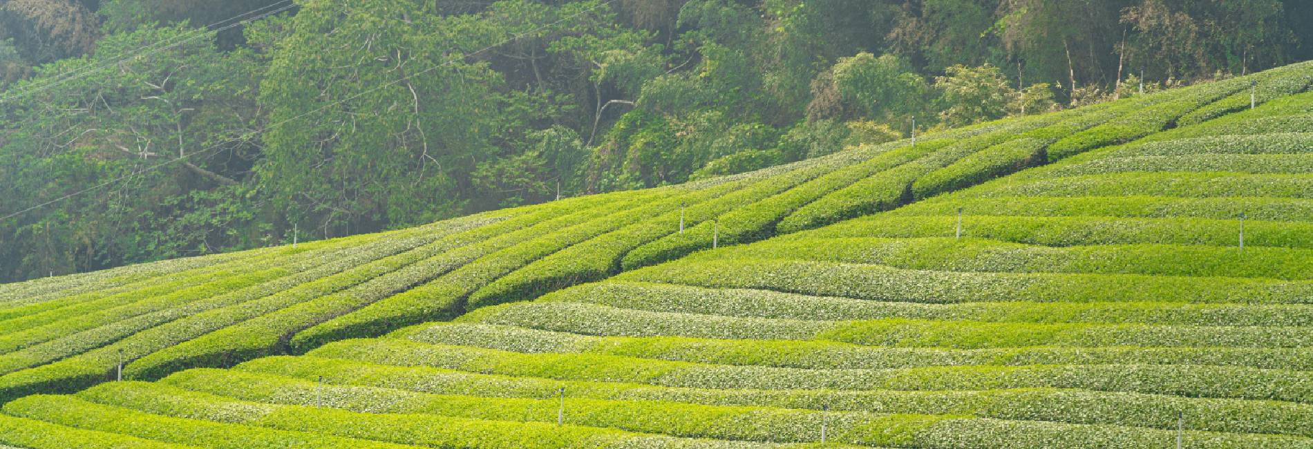 putting into action investments to minimise the environmental impact in all of the operations and products and, consequently, reduce our footprint